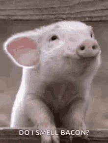 Pig Sniff GIF - Pig Sniff Smell GIFs