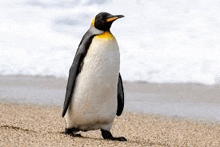 Penguin Walk GIF - Penguin Walk GIFs