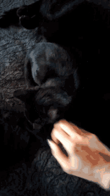 Black Cat Petting Cat GIF - Black Cat Petting Cat Cat GIFs