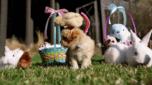 Dog Easter GIF - Dog Easter Bunnies GIFs