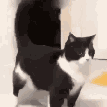 Cat Chaterale GIF - Cat Chaterale Mdrr GIFs
