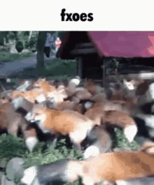 Foxes GIF - Foxes GIFs