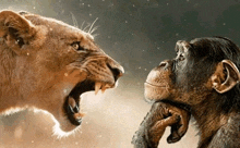 a lion and a chimpanzee are standing next to each other and looking at each other with their mouths open .