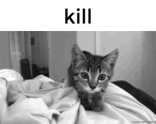 Cat Attack GIF - Cat Attack Kitten GIFs
