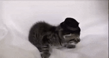 a small kitten wearing a black top hat is walking on a bed .