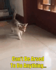 Cats Kittens GIF - Cats Kittens Arsed GIFs