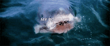 a shark is swimming in the ocean with the words my poor nip written above it