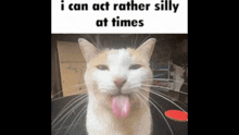 Cat Silly Cat GIF - Cat Silly Cat GIFs