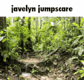 a picture of a forest with the words javelyn jumpscare