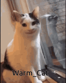 Warm Cat Aylin GIF