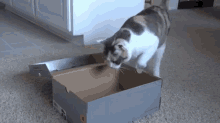 Usurper Of Boxes GIF - Cats Boxes GIFs