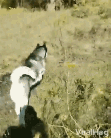 Jumping Jumping Dog GIF - Jumping Jumping Dog Husky GIFs