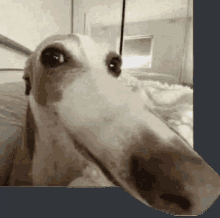 Dog Long Nose GIF - Dog Long Nose Long Nose Dog GIFs