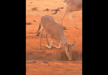 a goat drinking water from a hole in the ground