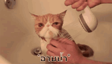แมวเปียกน้ำ อาบน้ำ GIF