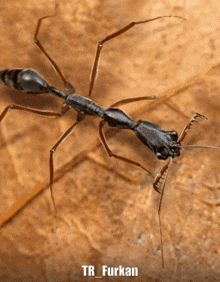 a close up of an ant with the name tr_furkan written below it