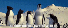 Happy Feet The Amigos GIF - Happy Feet The Amigos He From Out Of Town GIFs