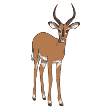 antelope impala black faced impala