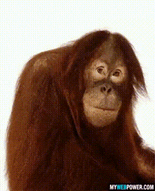 a close up of an orangutan with the website mywebpower.com in the lower right corner