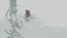 Swimming Viralhog GIF