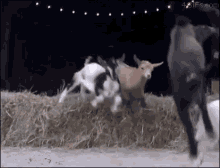 Radical Goat GIF - Radical Goat Baby Goat GIFs