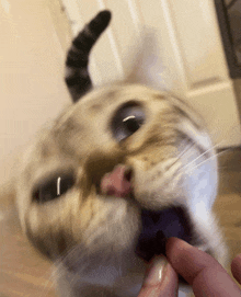 Cat Meme GIF - Cat Meme Cat GIFs