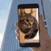 Kiji Cat Building GIF - Kiji Cat Building Kiji Cat Building GIFs