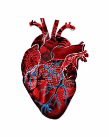 Pulsing Heart Animation GIFs | Tenor