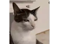 a close up of a black and white cat sitting on a couch .