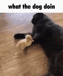 what the dog doin what da dog doin cat kick duck
