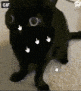 Cat Meme GIF - Cat Meme Jinx GIFs