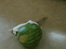 Watermelon Cat GIF - Watermelon Cat Kitten GIFs