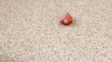 Armadillo Explosion GIF - Armadillo Explosion Getdown GIFs
