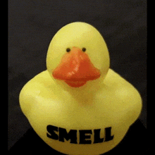 Duck Smell GIF - Duck Smell GIFs