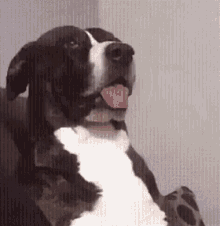 Dog Confused GIF - Dog Confused Sitting GIFs