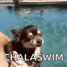 Chihuahua Swimming GIF - Chihuahua Swimming Swimming Pool GIFs