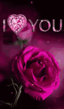 Pink Rosedia GIF - Pink Rosedia Flower GIFs