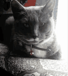 deal with it thug life cat