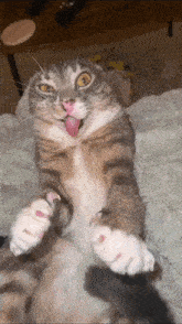 a cat is laying on its back with its tongue out