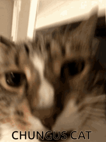 Chungus Cat GIF - Chungus Cat Chungus Cat GIFs