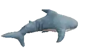a stuffed shark is floating on a white surface
