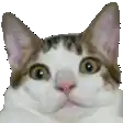 a close up of a cat 's face looking at the camera .
