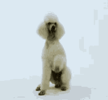 Poodle Dog GIF - Poodle Dog GIFs