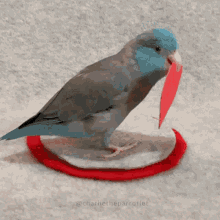 Lovebird Bird GIF