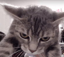 a close up of a cat 's face with a yellow eye