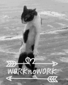 Hungover Work On Work GIF - Hungover Work On Work Cat Stands Up GIFs