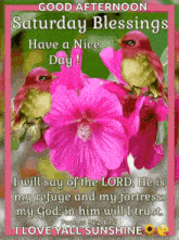 a good afternoon saturday blessings have a nice day card with pink flowers and birds