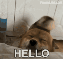 Hello Dog GIF - Hello Dog Dogs GIFs