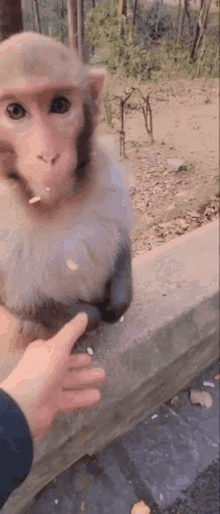 Handshake Monkey GIF - Handshake Monkey GIFs