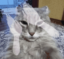 Cat Dancing Cat GIF - Cat Dancing Cat Roflandz GIFs